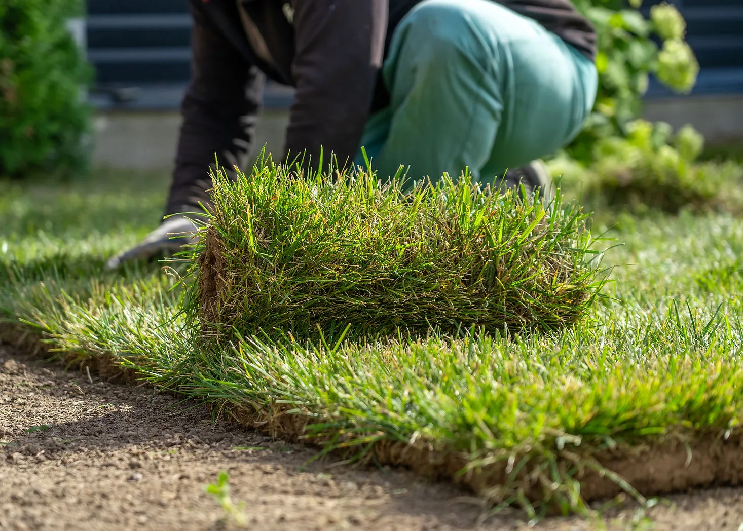 Sod installation — Coastal Lawn Care