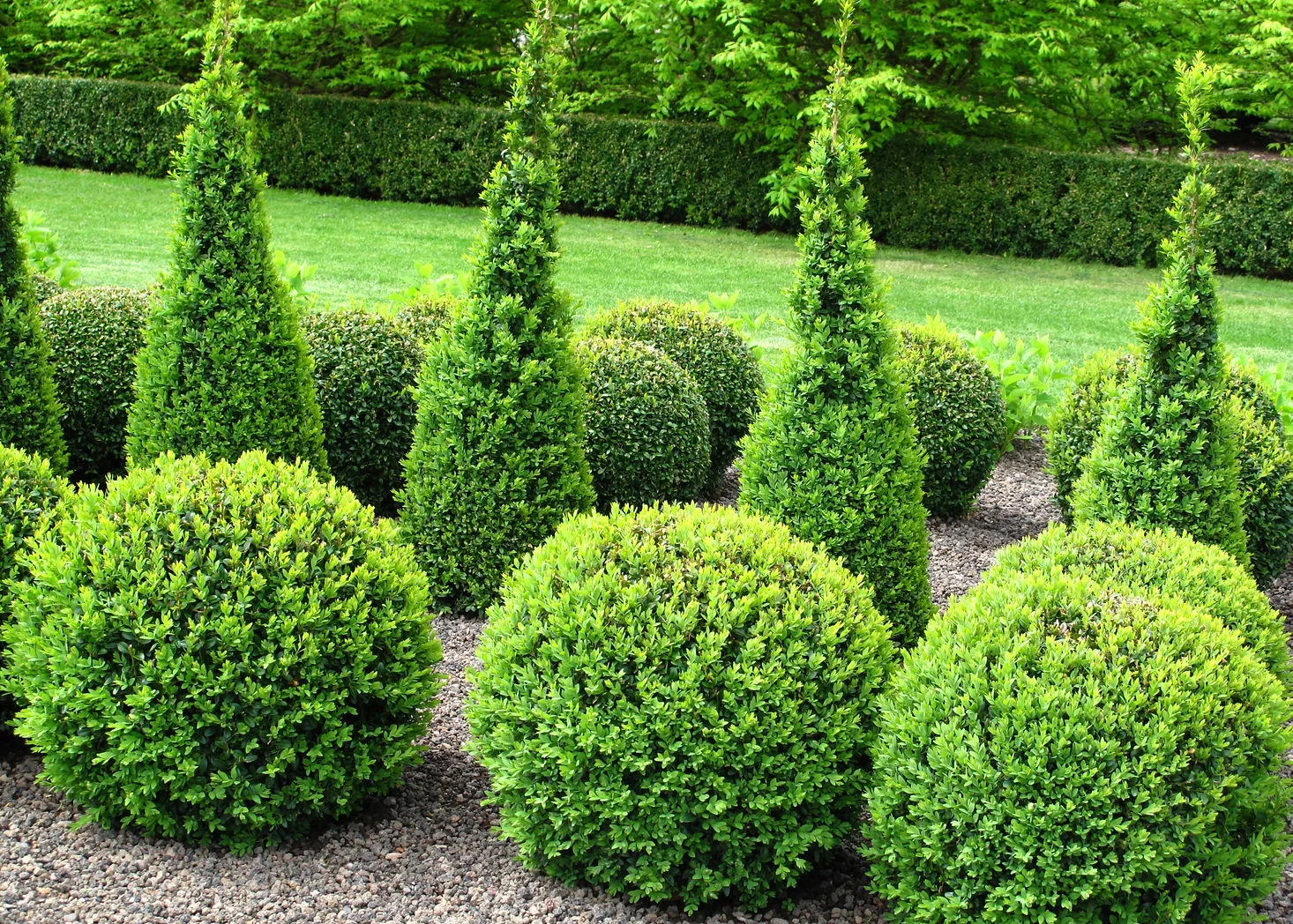 Spring yard cleanup — Coastal Lawn Care