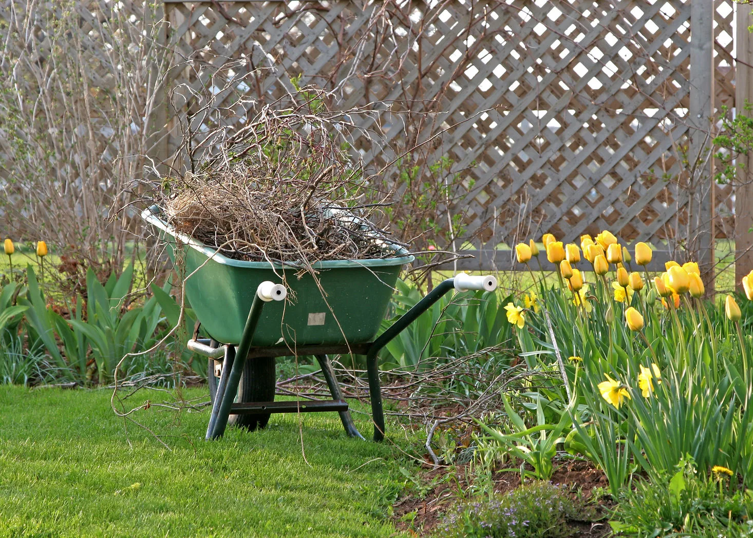 Hedge and bush trimming — Coastal Lawn Care